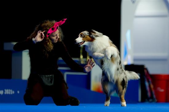 当地时间2021年5月1日，俄罗斯莫斯科，当地举行Eurasia 2021狗展，众多“汪星人”进行才艺展示。